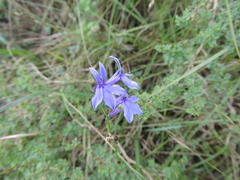 Lobelia gruina
