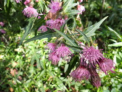 Cirsium tamastoloniferum