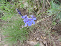 Lobelia gruina