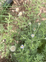 Vittadinia dissecta hirta