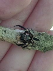 Euryattus wallacei