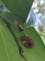 Asota iodamia