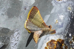 Hypsopygia amoenalis