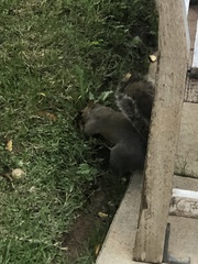 Sciurus carolinensis