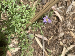 Vittadinia cuneata