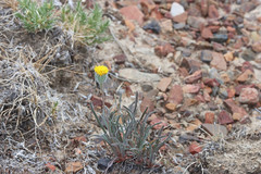 Erigeron bloomeri bloomeri