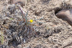 Erigeron bloomeri bloomeri