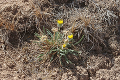 Erigeron bloomeri bloomeri