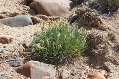 Erigeron bloomeri bloomeri