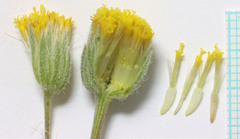 Erigeron bloomeri bloomeri