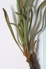 Erigeron bloomeri bloomeri