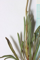 Erigeron bloomeri bloomeri