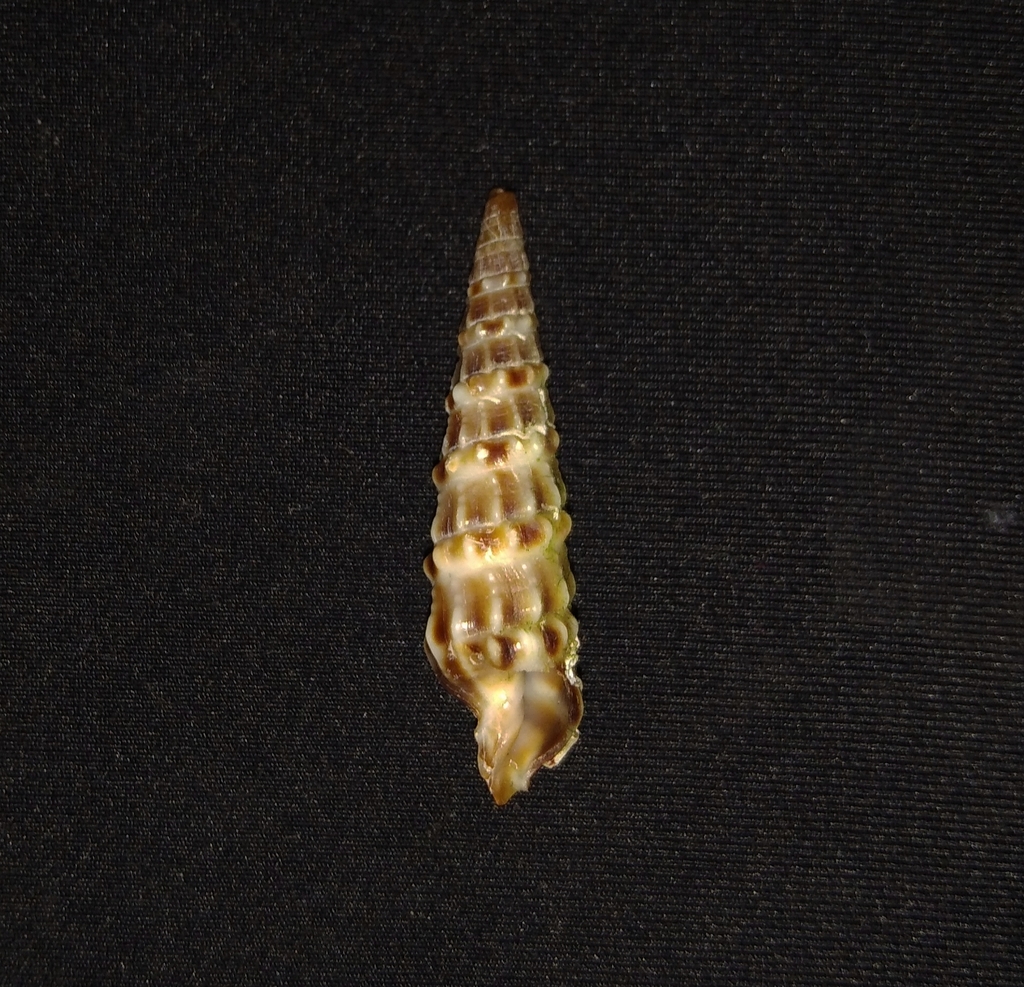 Neoterebra variegata