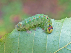 Acronicta laetifica
