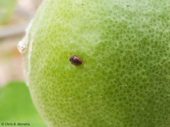 Scymnobius ecuadoricus