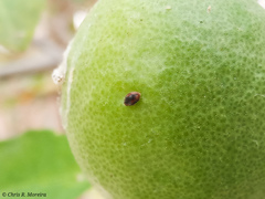 Scymnobius ecuadoricus