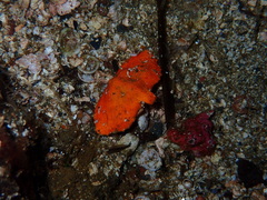 Cryptolithodes typicus
