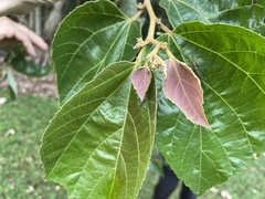 Commersonia bartramia