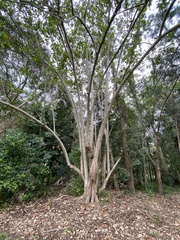 Commersonia bartramia