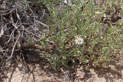 Erigeron pumilus intermedius