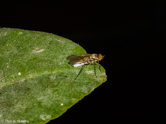 Penniverpa