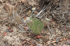 Erigeron pumilus intermedius