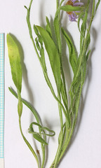 Erigeron pumilus intermedius