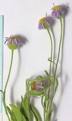 Erigeron pumilus intermedius