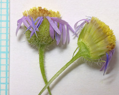 Erigeron pumilus intermedius