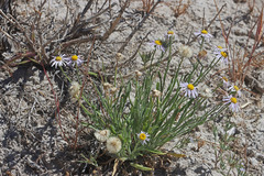 Erigeron pumilus intermedius