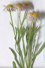 Erigeron pumilus intermedius