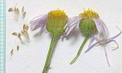 Erigeron pumilus intermedius
