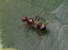 Sepsidoscinis maculipennis