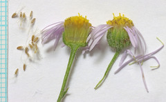 Erigeron pumilus intermedius