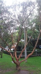 Andesanthus lepidotus