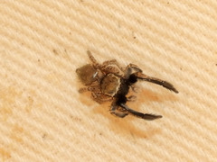 Habronattus hirsutus