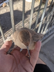 Furnarius rufus