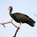Bare-faced Ibis - Photo (c) Luiz Carlos  Rocha, some rights reserved (CC BY-SA)