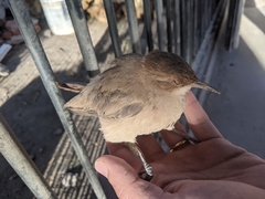 Furnarius rufus