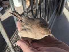 Furnarius rufus