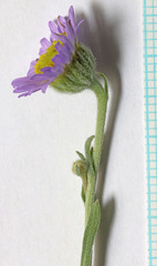 Erigeron tener