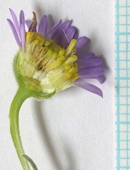 Erigeron tener