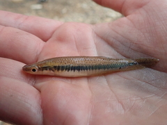 Fundulus olivaceus