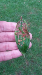 Andesanthus lepidotus