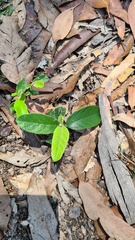 Alphitonia excelsa