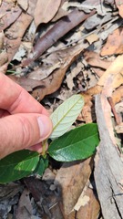 Alphitonia excelsa