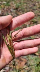 Themeda triandra
