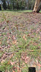 Themeda triandra