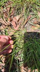 Themeda triandra
