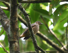 Cotinga nattererii